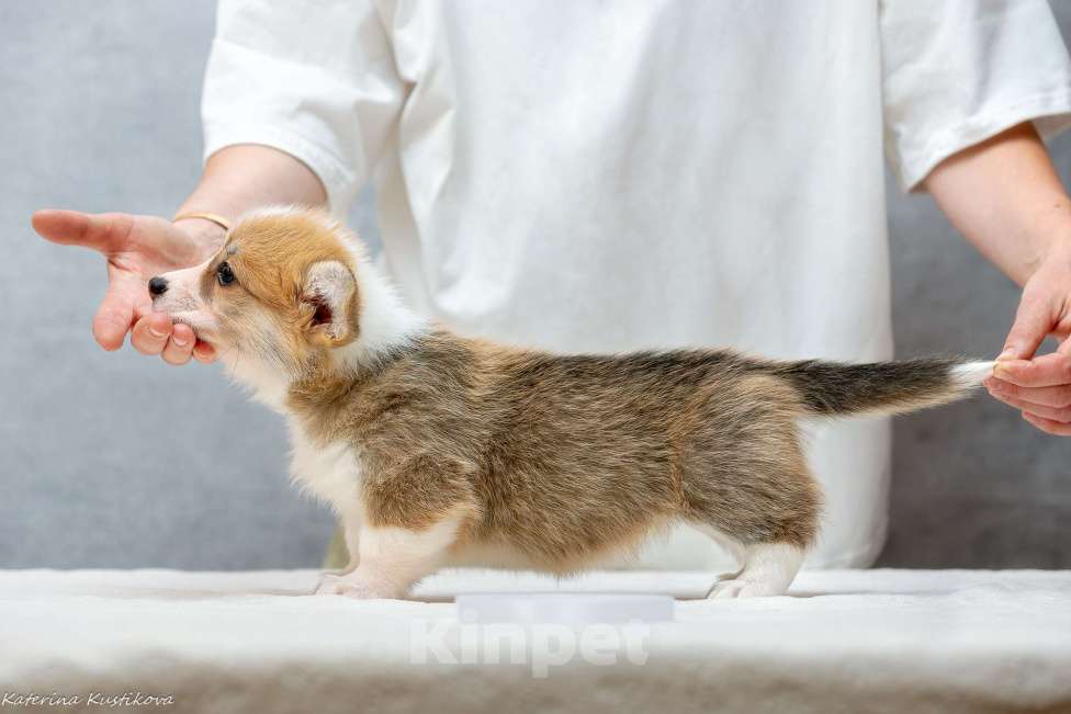 Собаки в Москве: Сука вельш-корги пемброк Девочка, 100 000 руб. - фото 3