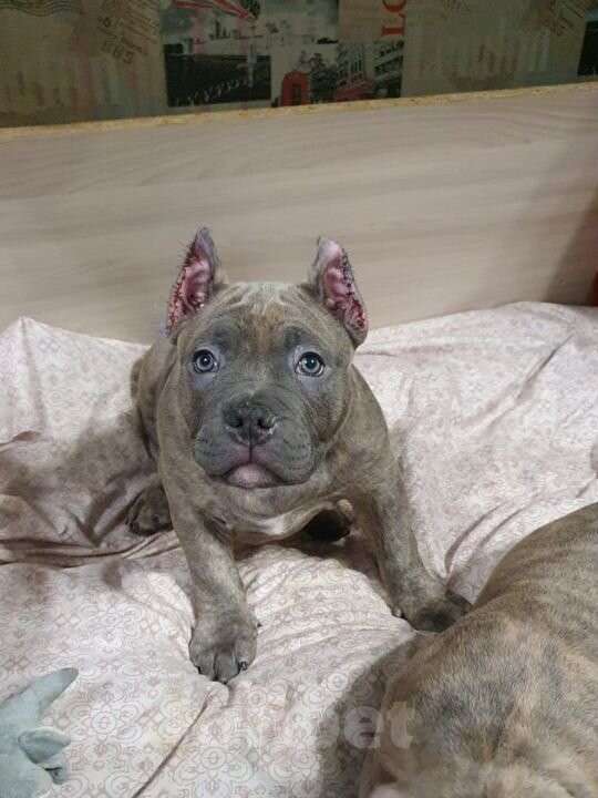 Собаки в Владивостоке: Топовый щенок Американского Булли Мальчик, 150 000 руб. - фото 4