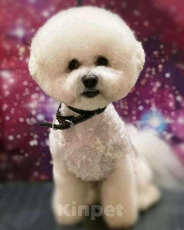 Собаки в Пушкино: Альтаир  Мальчик, 65 000 руб. - фото 3