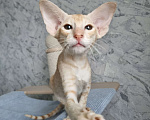 Кошки в Рязани: Ориентальный котенок Мальчик, 50 000 руб. - фото 2