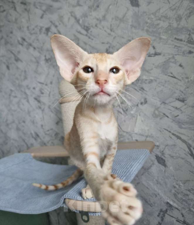 Кошки в Рязани: Ориентальный котенок Мальчик, 50 000 руб. - фото 2