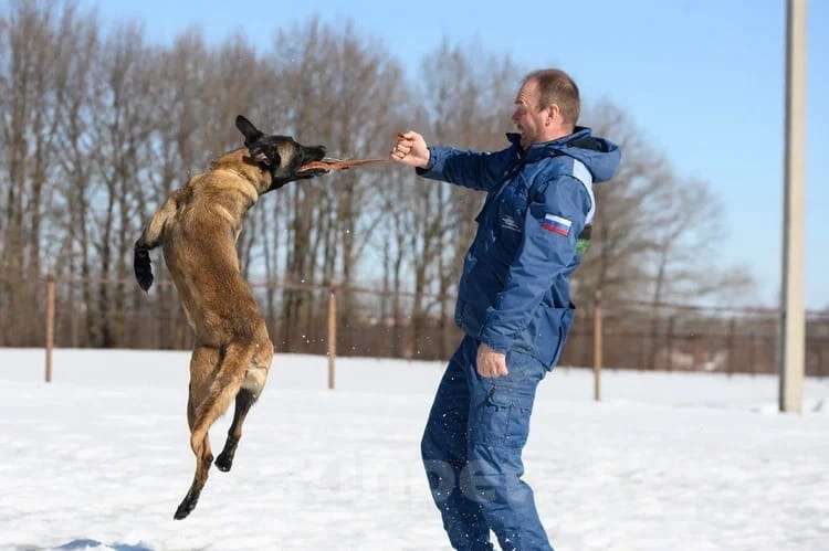 Собаки в Москве: Щенки Малинуа Разнополые, Бесплатно - фото 9