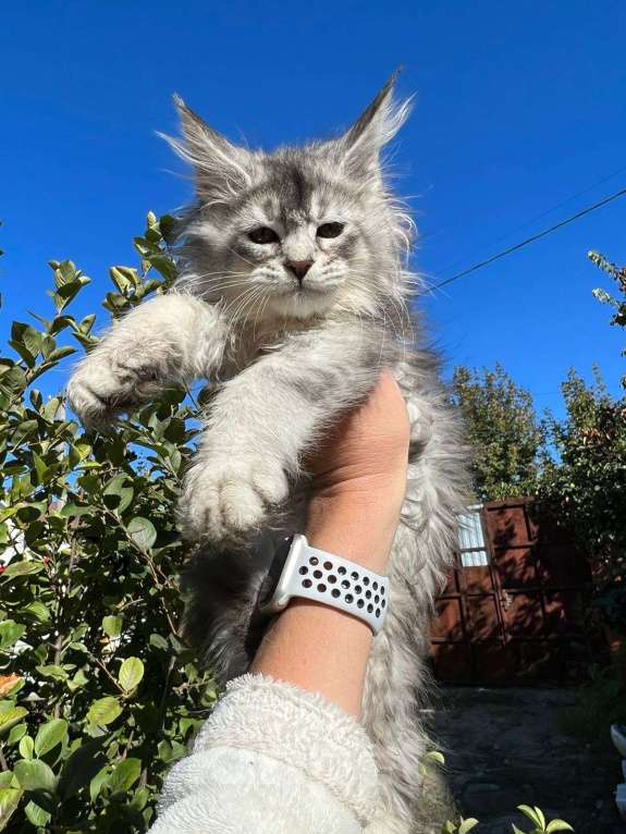Кошки в Таганроге: Котёнок Мейн-кун Мальчик, 60 000 руб. - фото 1
