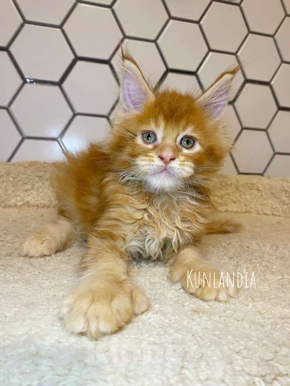 Кошки в Екатеринбурге: мейн-кун полидакт Мальчик, 50 000 руб. - фото 4