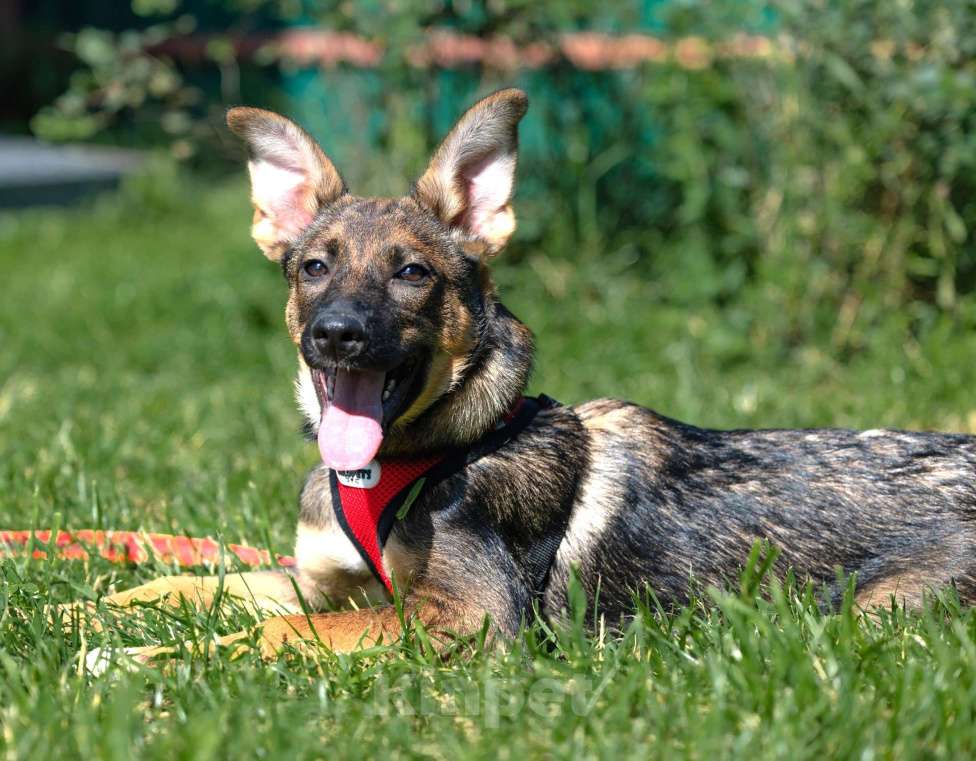 Собаки в Москве: Щенок в добрые руки бесплатно Москва Девочка, Бесплатно - фото 4