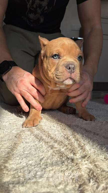 Собаки в Сочи: Девочка триколор Девочка, Бесплатно - фото 2