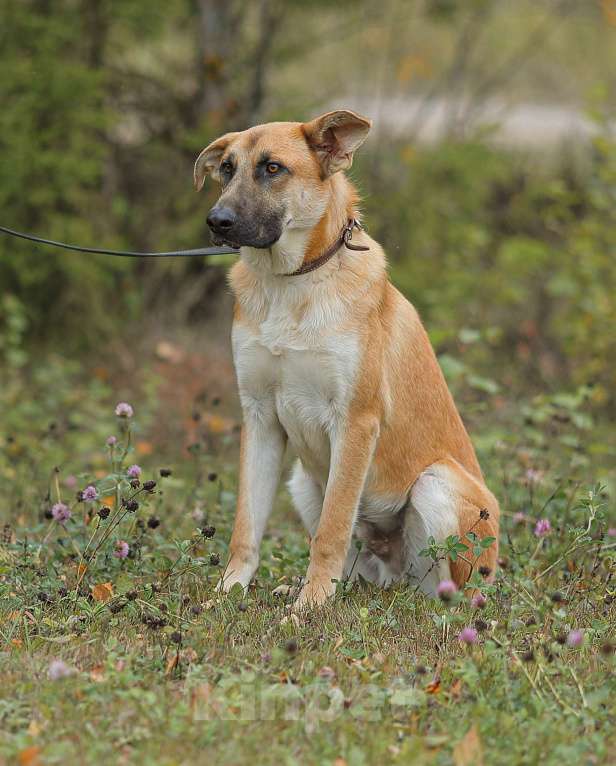 Собаки в Москве: Парень не для приюта Мальчик, Бесплатно - фото 2
