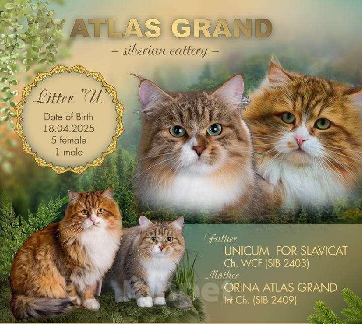 Кошки в Москве: Элитные котята. Питомник. Девочка, 60 000 руб. - фото 5