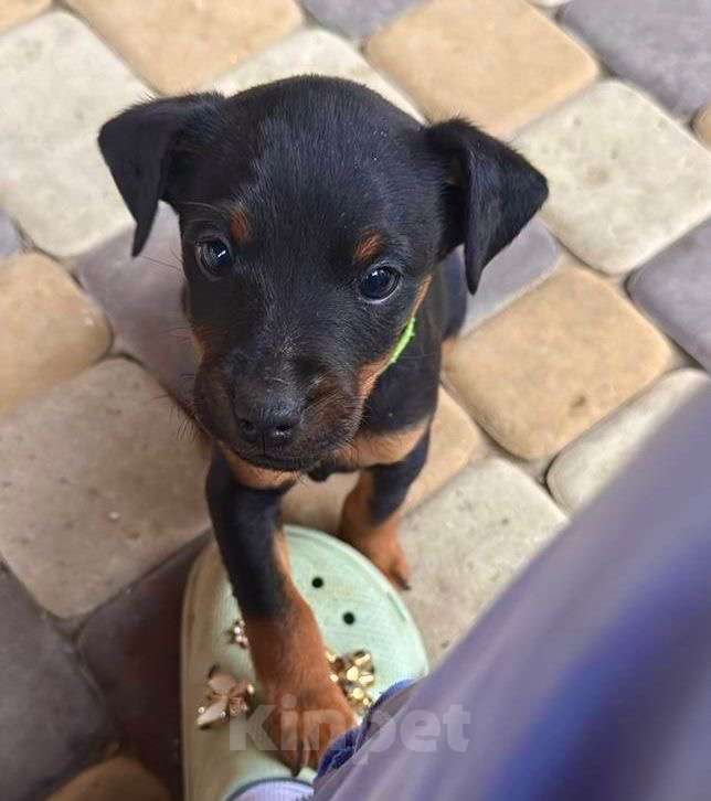 Собаки в Ростове-на-Дону: Щенок девочка ягдтерьер Девочка, 5 000 руб. - фото 1