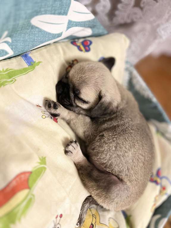 Собаки в Туле: Щенок мопса  Мальчик, 18 000 руб. - фото 4
