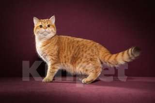 Кошки в Екатеринбурге: Шотландский вислоухий котенок Мальчик, 25 000 руб. - фото 5