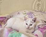 Кошки в Сочи: Котенок в добрые руки Девочка, Бесплатно - фото 4