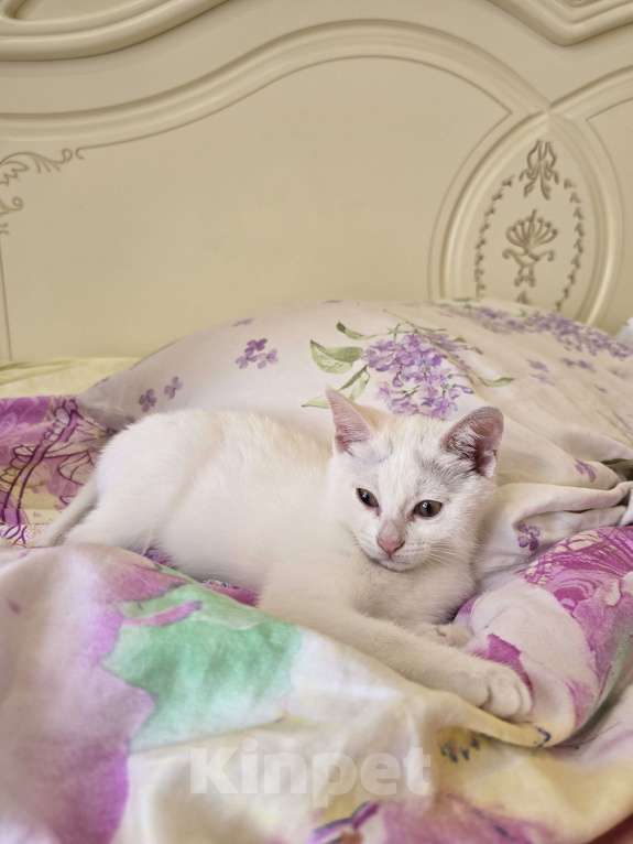 Кошки в Сочи: Котенок в добрые руки Девочка, Бесплатно - фото 4