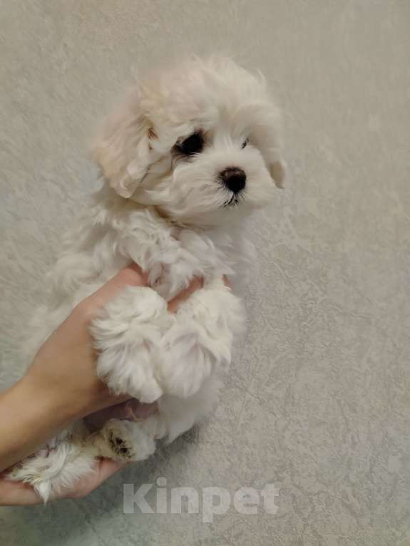 Собаки в Москве: Мальтипу ф 1 Девочка, 55 000 руб. - фото 5