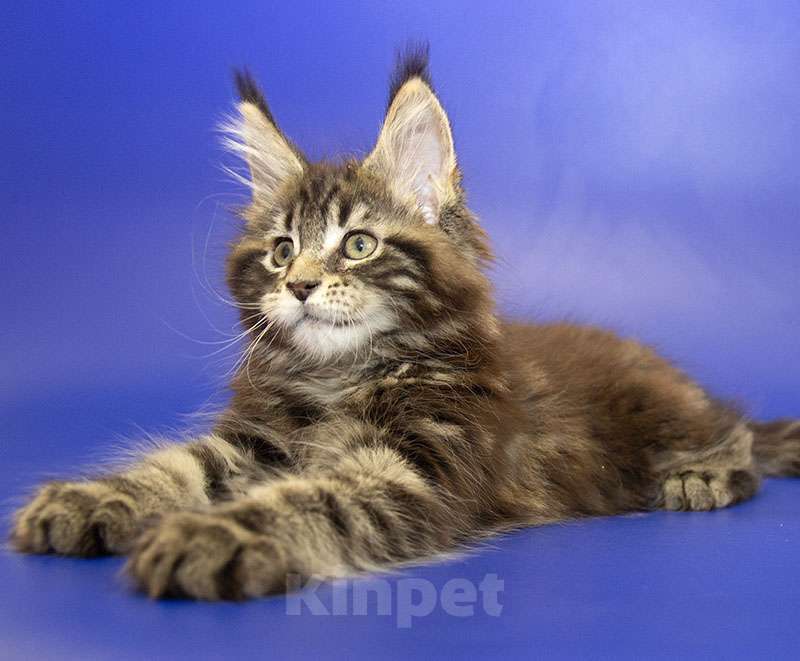 Кошки в Москве: Мейн кун котенок Девочка, Бесплатно - фото 5