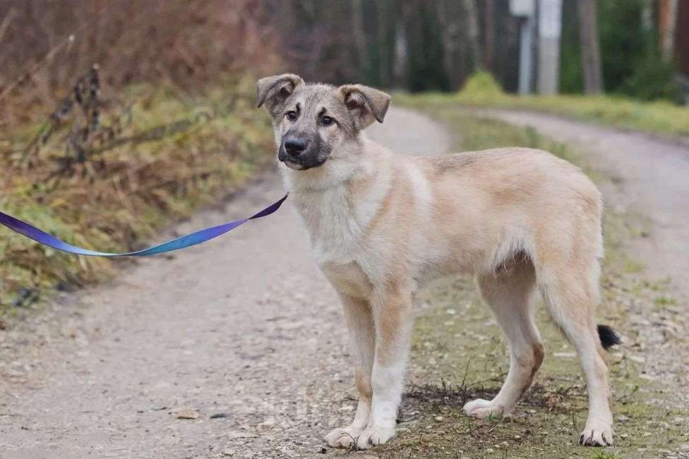 Собаки в Наро-Фоминске: Лорд якутенок в добрые руки Мальчик, Бесплатно - фото 8