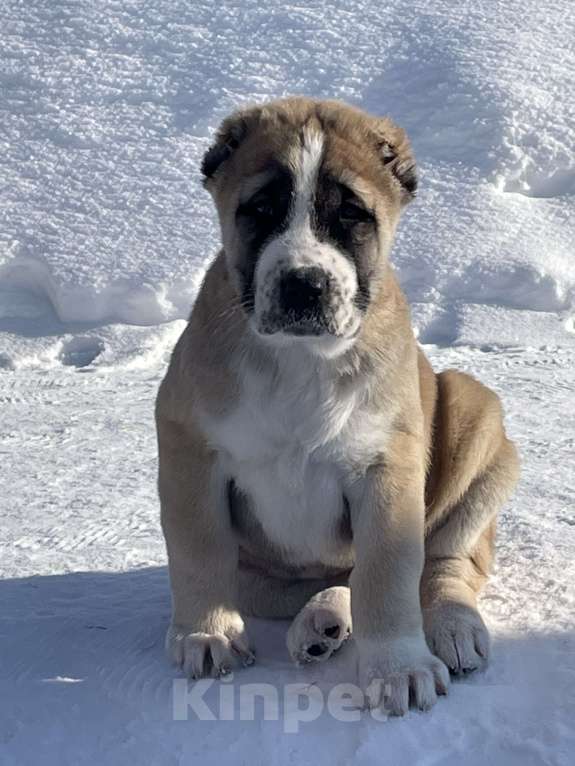 Собаки в Москве: Среднеазиатская овчарка, алабай, щенок Девочка, Бесплатно - фото 3
