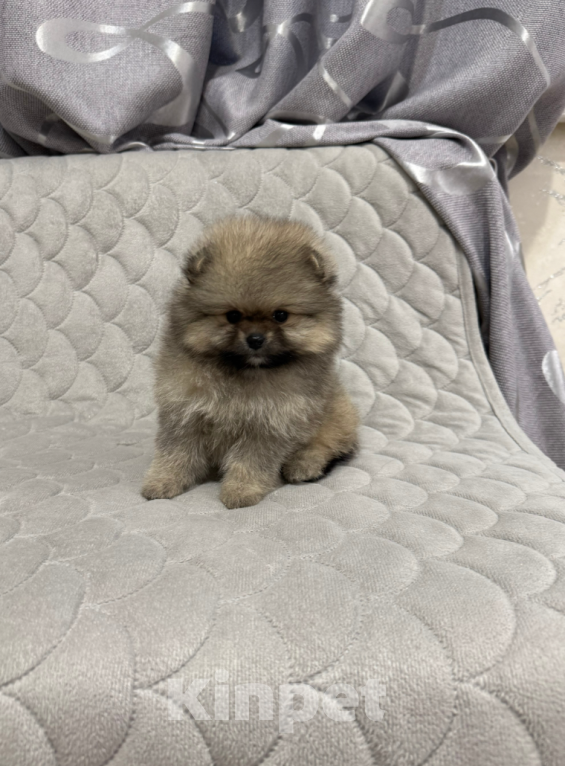 Собаки в Москве: Девочка Девочка, 30 000 руб. - фото 1