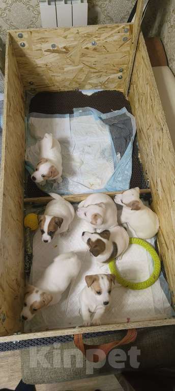 Собаки в Липецке: Порода : джек-рассел-терьер- Мальчик, Бесплатно - фото 8