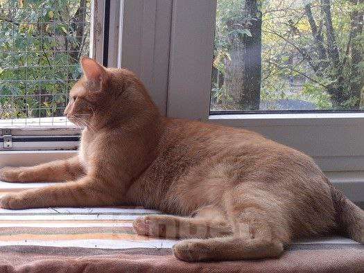 Кошки в Москве: Руди личный спортивный тренер ищет любящую семью  Мальчик, Бесплатно - фото 1