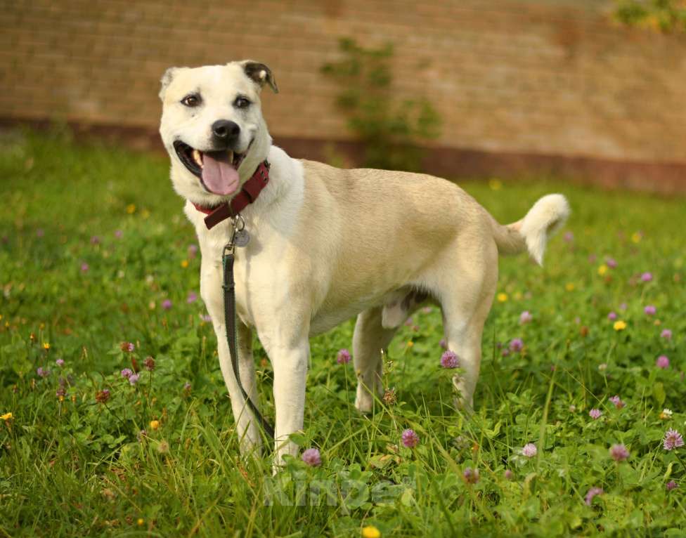 Собаки в Москве: Илай в добрые руки Мальчик, 1 руб. - фото 4