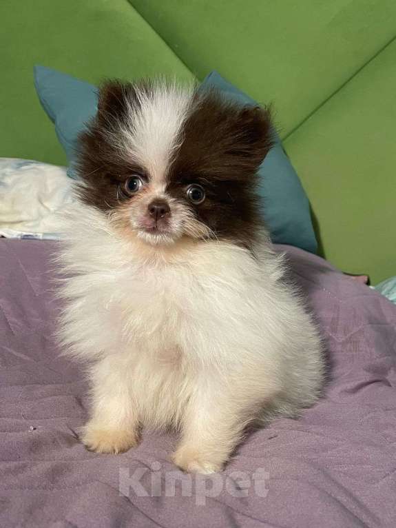 Собаки в Ростове-на-Дону: Мини медвежата Мальчик, 30 000 руб. - фото 4