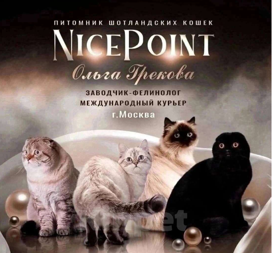 Кошки в Москве: Черная скоттиш фолд девочка Девочка, 55 000 руб. - фото 2