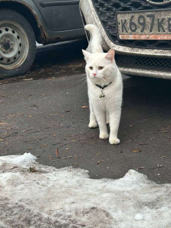 Кошки в Москве: Пропал кот Солнцево Мальчик, Бесплатно - фото 1
