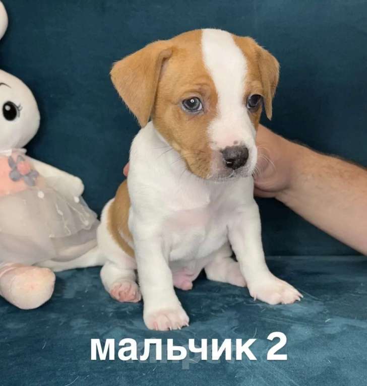 Собаки в других городах Ленинградской области: Мальчик Мальчик, 25 000 руб. - фото 1