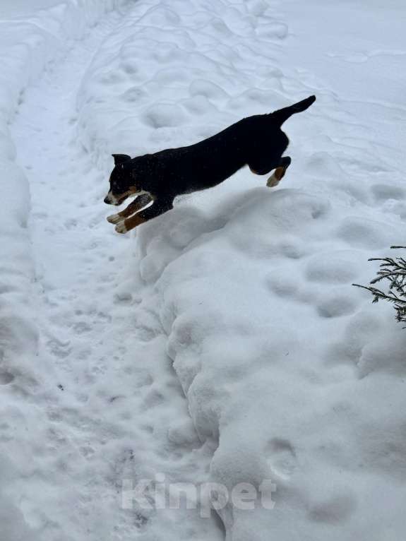 Собаки в Москве: Энтлебухер супер друг Мальчик, 30 000 руб. - фото 8