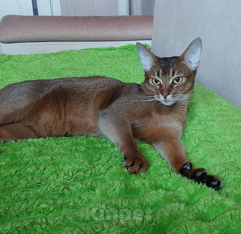 Кошки в Москве: Абиссинская отдам Девочка, Бесплатно - фото 6