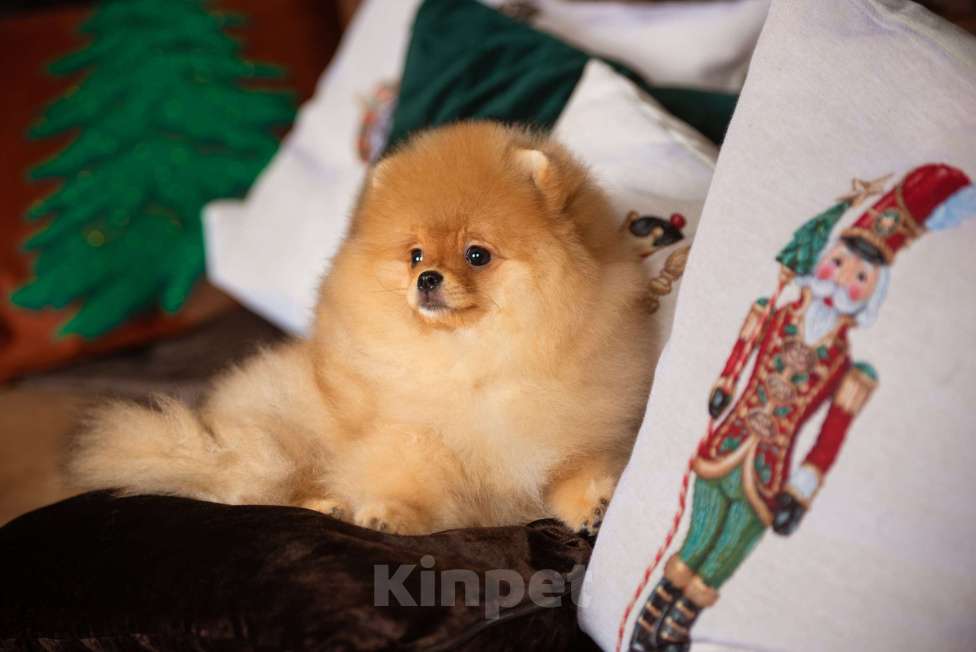 Собаки в Сосновом Бору: Мальчик померанский шпиц РКФ Мальчик, 130 000 руб. - фото 4