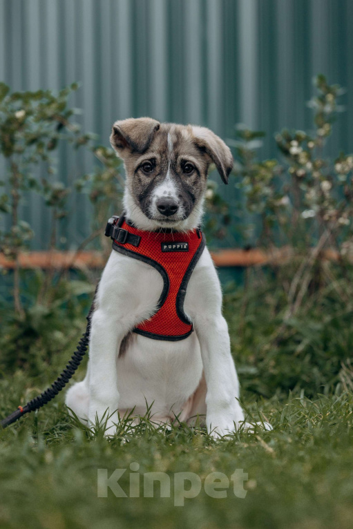 Собаки в Москве: Щенок в добрые руки бесплатно Москва Девочка, Бесплатно - фото 7