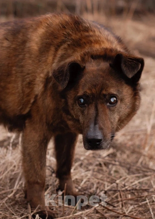 Собаки в других городах Московской области: Москва и МО. Тайра ищет дом Девочка, Бесплатно - фото 8