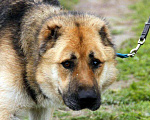 Собаки в Москве: Алабай Самир в добрые руки, Бесплатно - фото 5