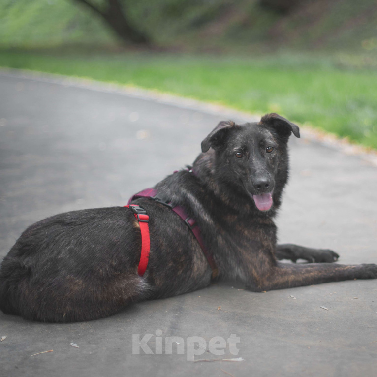 Собаки в Москве: Глори Девочка, Бесплатно - фото 2