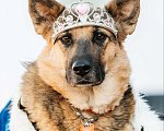 Собаки в Москве: Заметьте Тиночку! Девочка, 1 руб. - фото 1