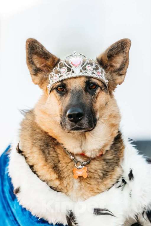 Собаки в Москве: Заметьте Тиночку! Девочка, 1 руб. - фото 1