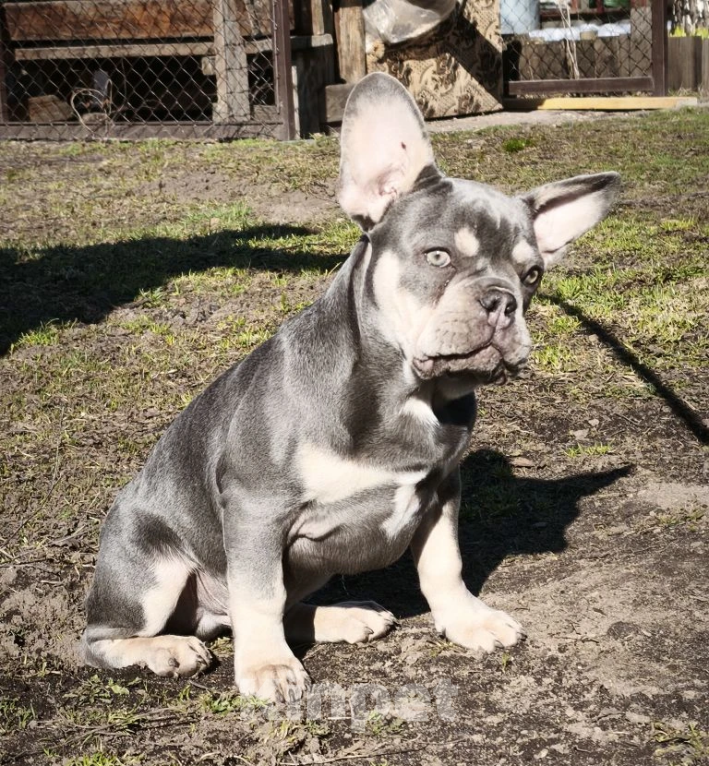 Собаки в Санкт-Петербурге: Лиловый щенок Мальчик, 60 000 руб. - фото 2