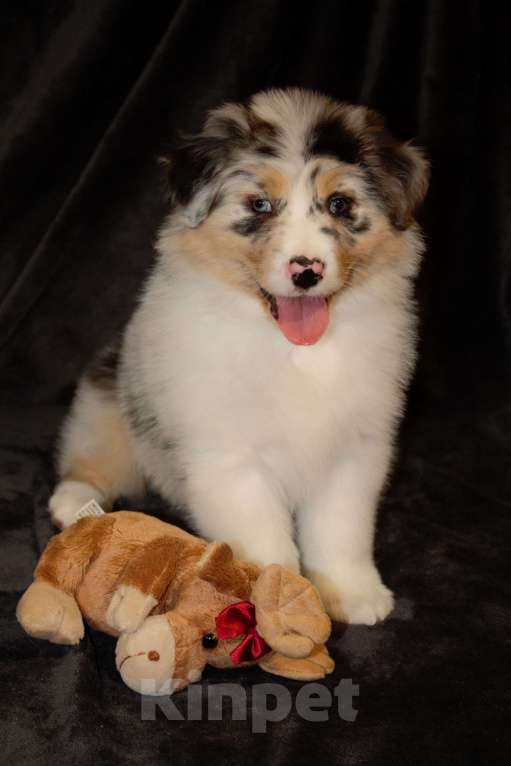 Собаки в других городах Московской области: Австралийская овчарка (аусси) Мальчик, 100 000 руб. - фото 6