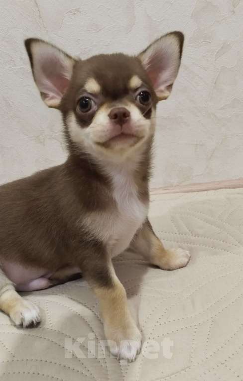 Собаки в Подольске: Щенок чихухуа Мальчик, 38 000 руб. - фото 2