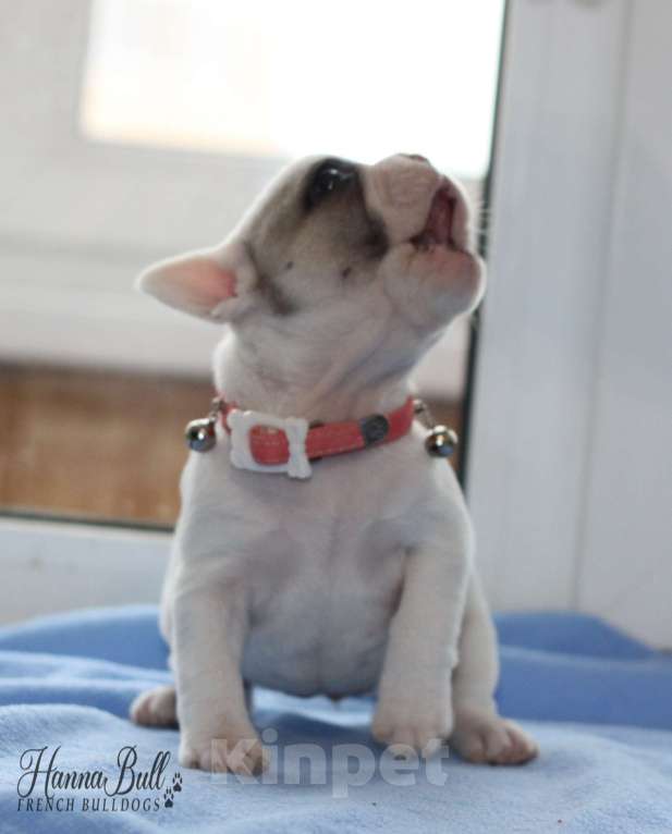Собаки в Москве: Белая девочка французский бульдог в палевой шапочке Девочка, 70 000 руб. - фото 5
