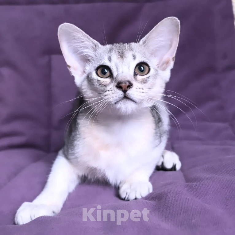 Кошки в Москве: Абиссинский котенок 3 месяца Девочка, 70 000 руб. - фото 6