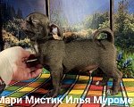 Собаки в Санкт-Петербурге: Илья короткошерстный чихуахуа шоколадного окраса Мальчик, 80 000 руб. - фото 3