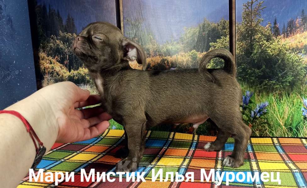 Собаки в Санкт-Петербурге: Илья короткошерстный чихуахуа шоколадного окраса Мальчик, 80 000 руб. - фото 3