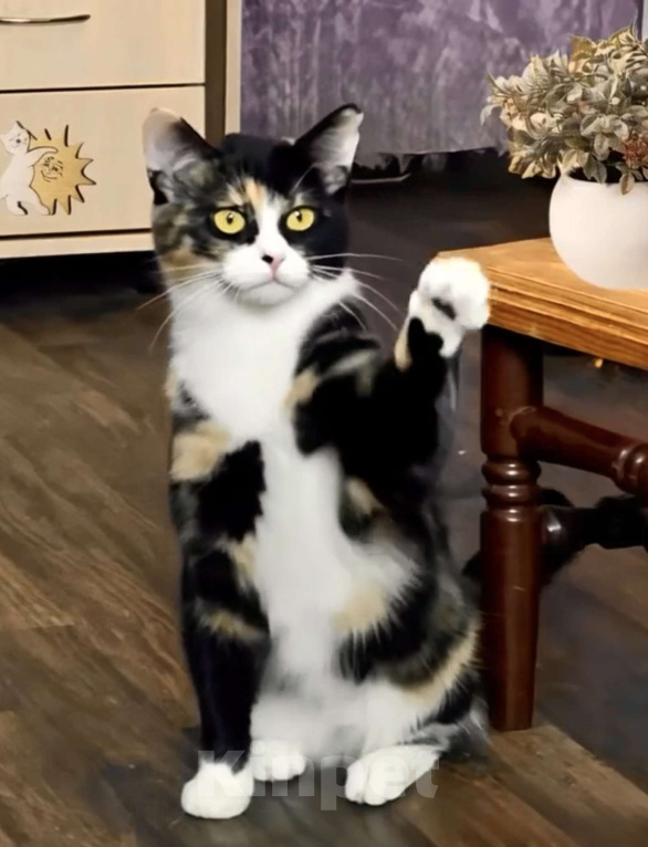 Кошки в Санкт-Петербурге: Кошечка Сонечка . 9 мес. Стерилизована Девочка, Бесплатно - фото 1