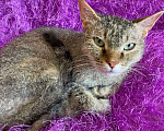 Кошки в Лосином-Петровском: Сфинкс-браш 2 года Девочка, 7 руб. - фото 3