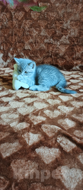 Кошки в Севастополе: Шотландский прямоухий котёнок Девочка, 13 000 руб. - фото 3