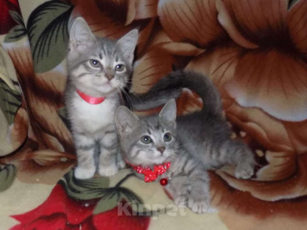 Кошки в Москве: Азиатская табби, девочки Девочка, 20 000 руб. - фото 7