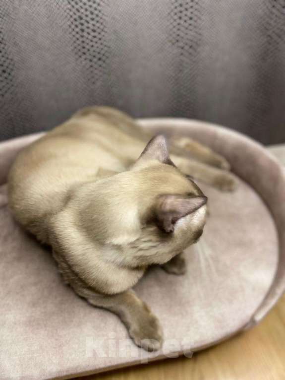 Кошки в Москве: Бурманский Аристократ Мальчик, 49 999 руб. - фото 4